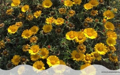Las emociones y la primavera. Astenia primaveral y otras historias